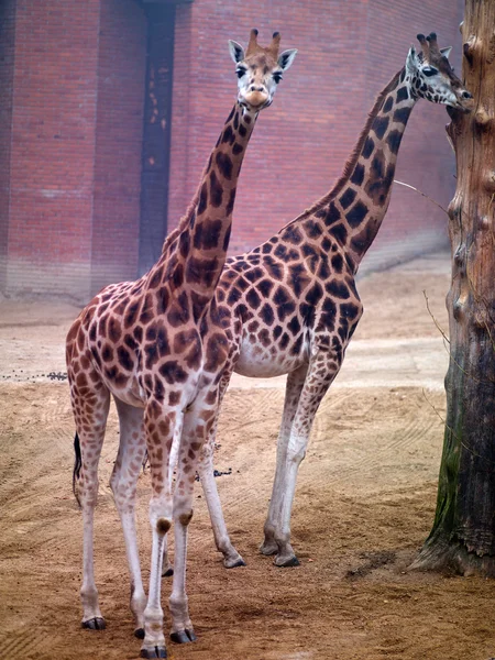 Twee giraffe — Stockfoto