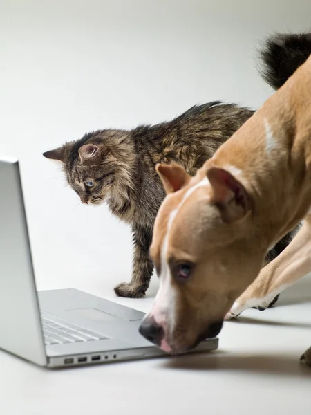 Kočka a pes Stock Snímky
