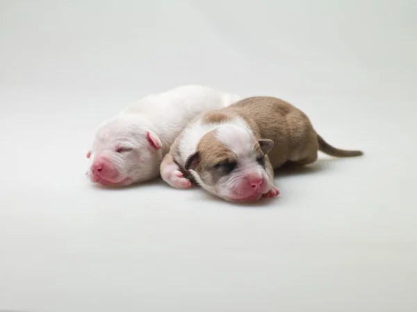 Два щенки — стокове фото