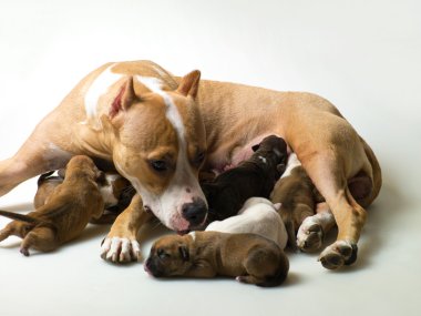 Dog and a few little puppies clipart