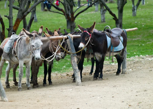 stock image Five donkeys