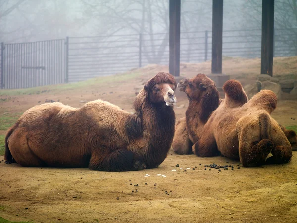 Καμήλες στο ζωολογικό κήπο — Φωτογραφία Αρχείου