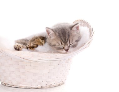 Uyuyan güzel yavru kedi