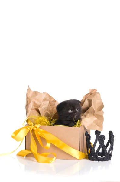 Μαύρο γατάκι σε ένα κιβώτιο δώρων — Φωτογραφία Αρχείου