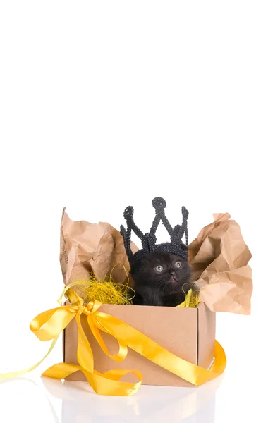 Μαύρη γάτα με ένα στέμμα στο κεφάλι του σε ένα κιβώτιο δώρων — Φωτογραφία Αρχείου