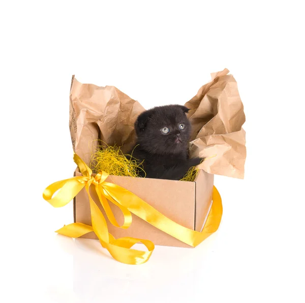 Beau chaton noir dans une boîte cadeau — Photo