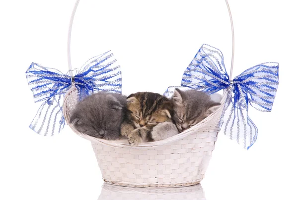 stock image Beautiful kittens sleeping