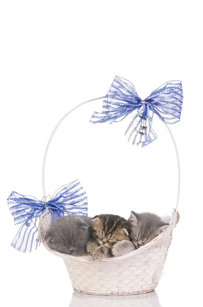 stock image Beautiful kittens sleeping