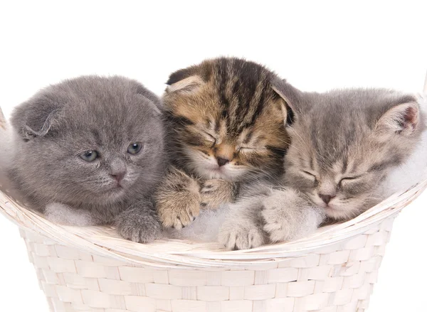 stock image Beautiful kittens sleeping