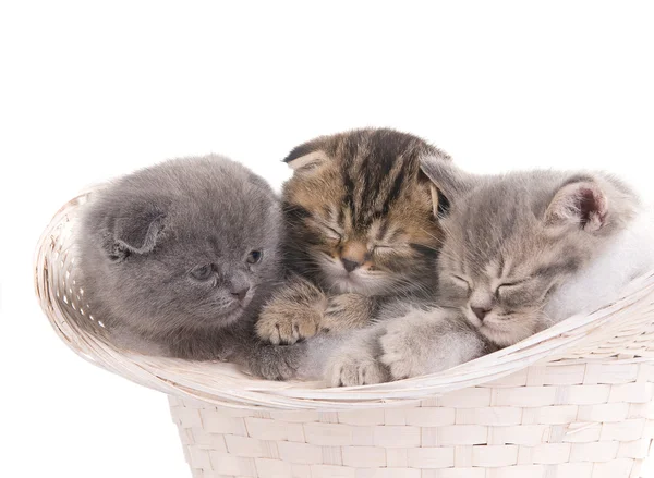 stock image Beautiful kittens sleeping