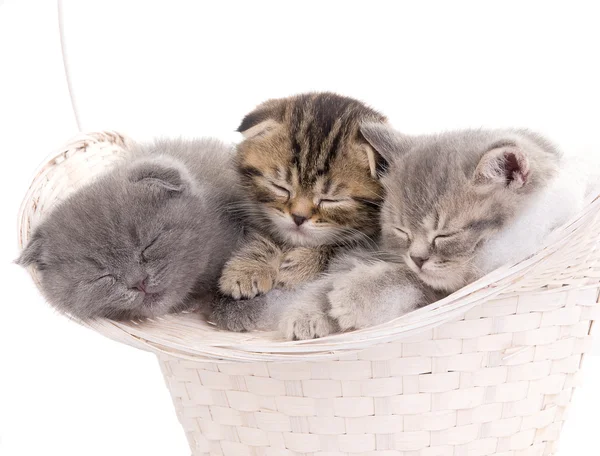 stock image Beautiful kittens sleeping