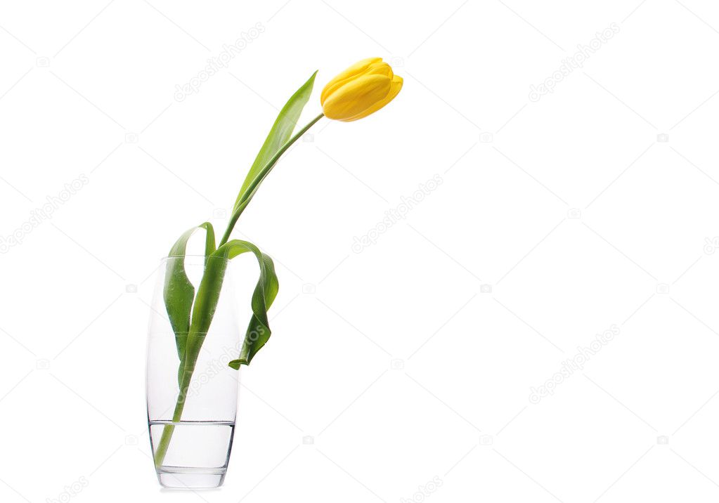 Yellow tulip in a glass vase with water