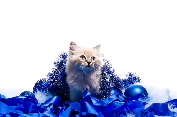 新年の青いフワフワしたコーティング アクセサリーの子猫 — ストック写真