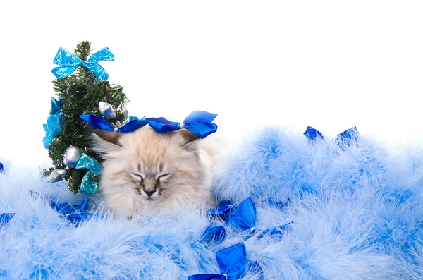 新年の青いフワフワしたコーティング アクセサリーの子猫 — ストック写真