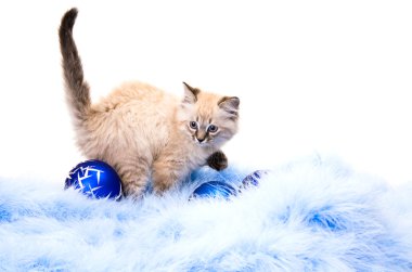 Yavru kedi yılbaşı mavi kabarık kaplama aksesuarlar hakkında