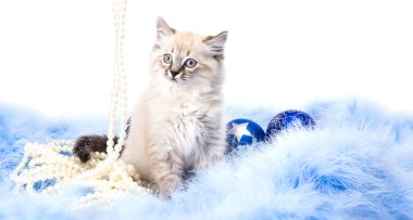 Kitten on New Year's blue fluffy coating accessories clipart