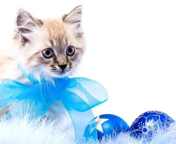 Kitten sur les accessoires de revêtement moelleux bleu Nouvel An — Photo