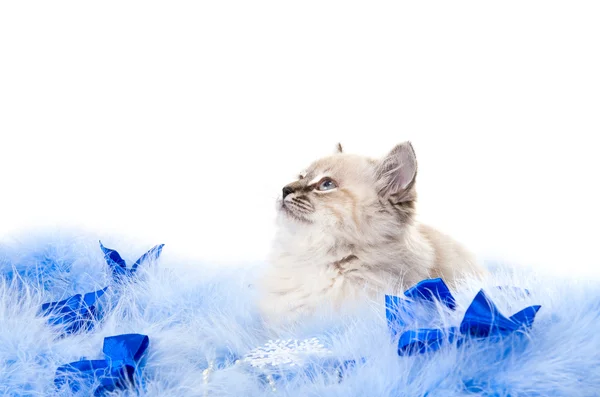 stock image Kitten on New Year's blue fluffy coating accessories