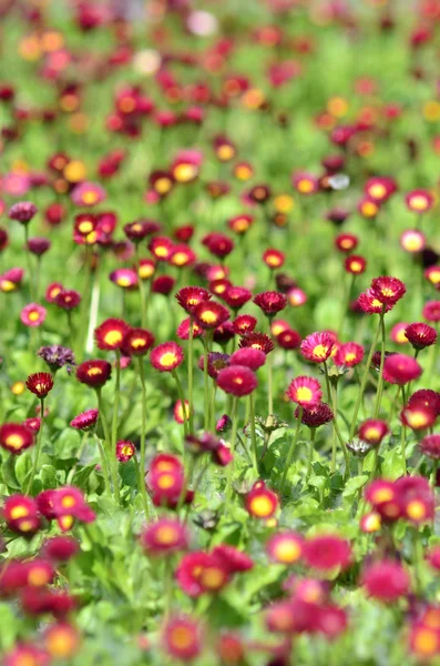 Багато червоних квітів — стокове фото