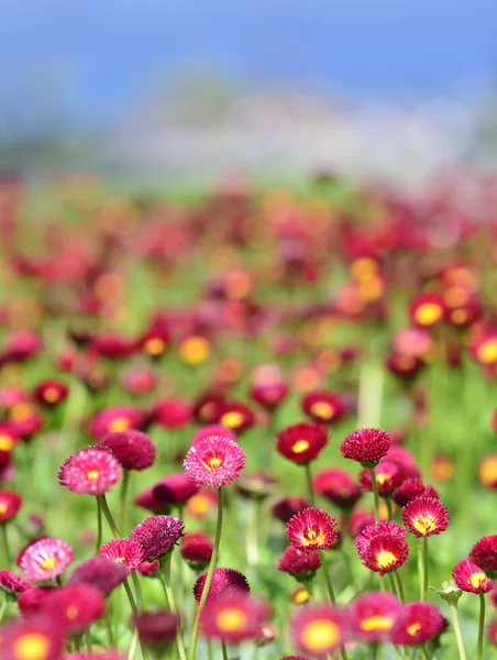 Um monte de flores vermelhas — Fotografia de Stock