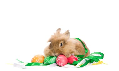 Festive Easter Bunny is sitting near the colorful eggs clipart