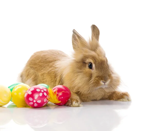 Coniglietto di Pasqua festivo è seduto vicino alle uova colorate — Foto Stock