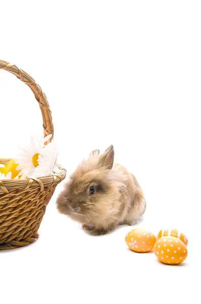 Festivo conejito de Pascua está sentado cerca de la cesta con huevo de colores —  Fotos de Stock