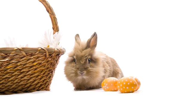 Slavnostní Velikonoční zajíček sedí blízko koše s barevnými vejcem — Stock fotografie