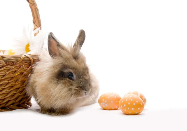 Slavnostní Velikonoční zajíček sedí blízko koše s barevnými vejcem — Stock fotografie