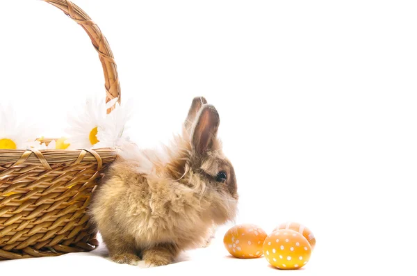 Bayram Paskalya tavşanı renkli yumurta ile sepeti oturuyor — Stok fotoğraf