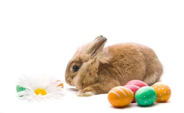 Conejito de Pascua festivo está sentado cerca de los coloridos huevos —  Fotos de Stock