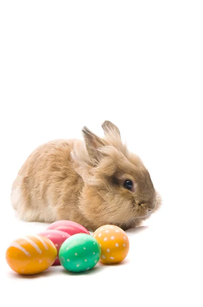 Slavnostní Velikonoční zajíček sedí poblíž barevné vejce — Stock fotografie