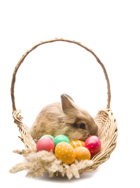 Conejito de Pascua festivo está sentado en una cesta con huevos de colores — Foto de Stock