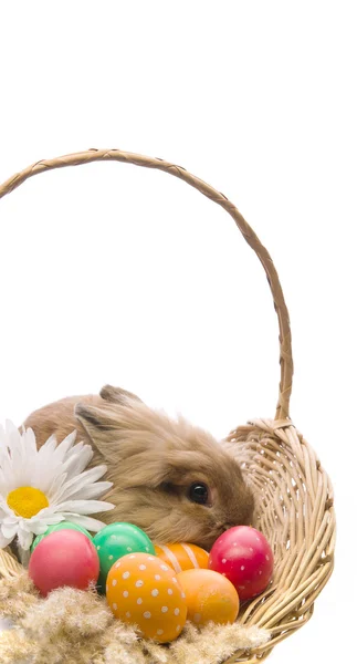 Conejito de Pascua festivo está sentado en una cesta con huevos de colores —  Fotos de Stock