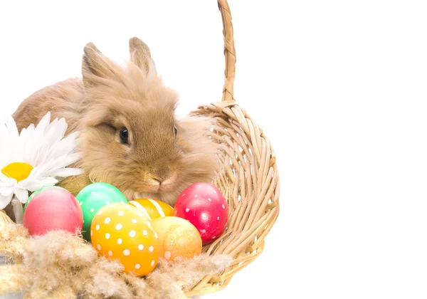お祝いイースターのウサギは着色された卵のバスケットに座っています。 — ストック写真