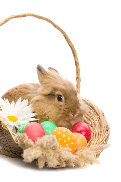 Conejito de Pascua festivo está sentado en una cesta con huevos de colores —  Fotos de Stock