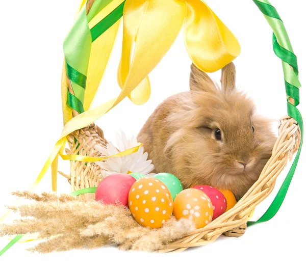Il coniglietto di Pasqua festivo è seduto in un cesto con uova colorate — Foto Stock