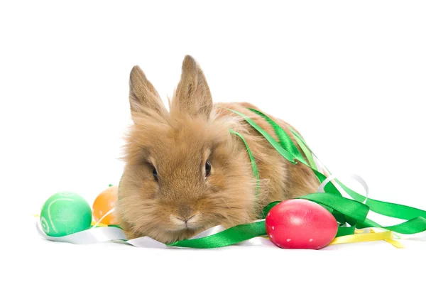 お祝いイースターのウサギはカラフルな卵の近くに座っています。 — ストック写真