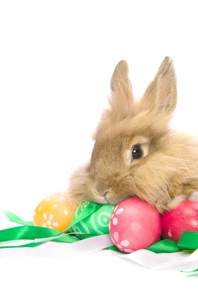 Slavnostní Velikonoční zajíček sedí poblíž barevné vejce — Stock fotografie