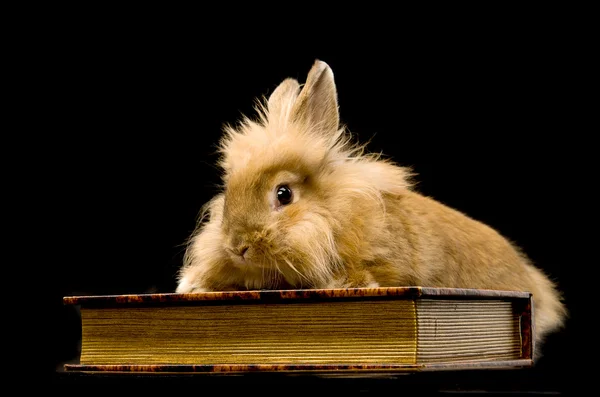 本に座っている小さなフワフワ茶色ウサギ — ストック写真