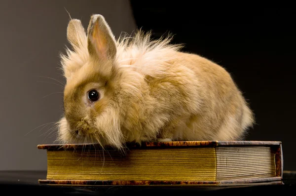 坐在一本书上的小蓬松棕色兔 — 图库照片