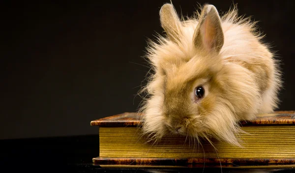 坐在一本书上的小蓬松棕色兔 — 图库照片