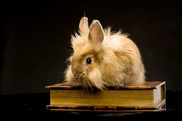 Un pequeño conejo marrón esponjoso sentado en un libro — Foto de Stock