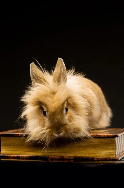Küçük bir kabarık kahverengi tavşan bir kitap üzerinde oturuyor — Stok fotoğraf