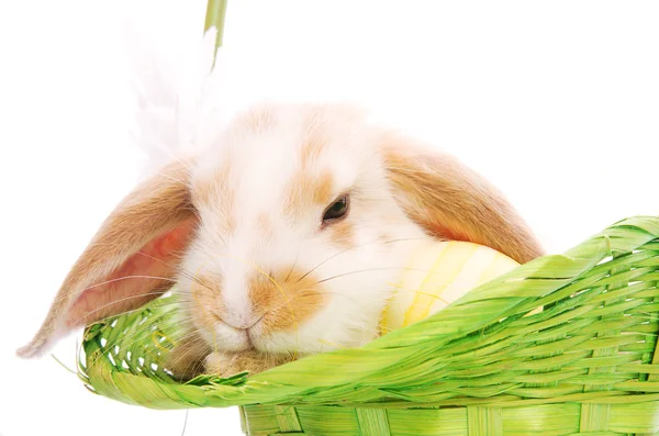 Coniglio nel cesto verde con margherite — Foto Stock