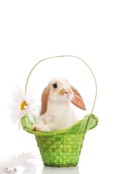 Conejo en la canasta verde con margaritas — Foto de Stock