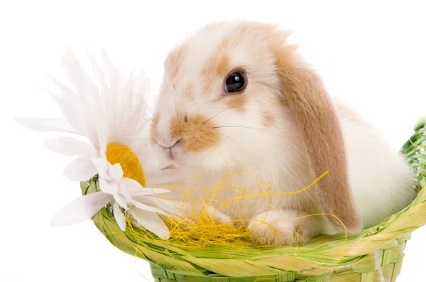 兔与雏菊绿色篮子里 — 图库照片