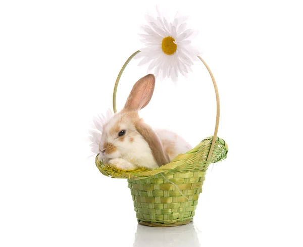 Conejo en la canasta verde con margaritas —  Fotos de Stock