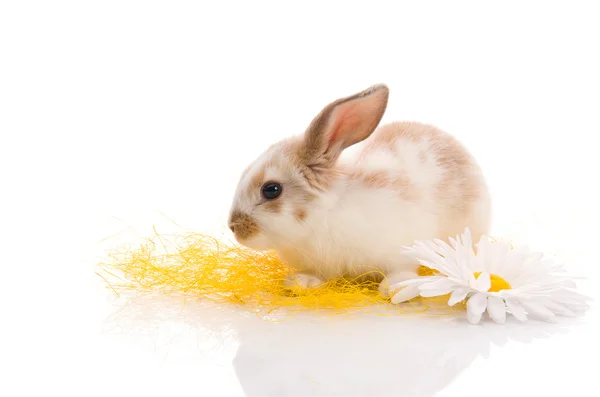 Rabbit sitting on grass with yellow daisies — Stock Photo, Image