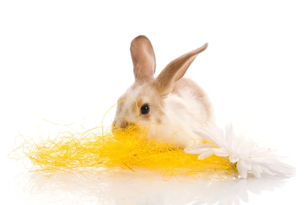 Conejo sentado en la hierba con margaritas amarillas —  Fotos de Stock